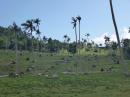 Vanua Balavu Plantation: Plantation destroyed by Cyclone Winston